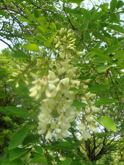 Robinia pseudoacacia 'Unifolia' fleur
